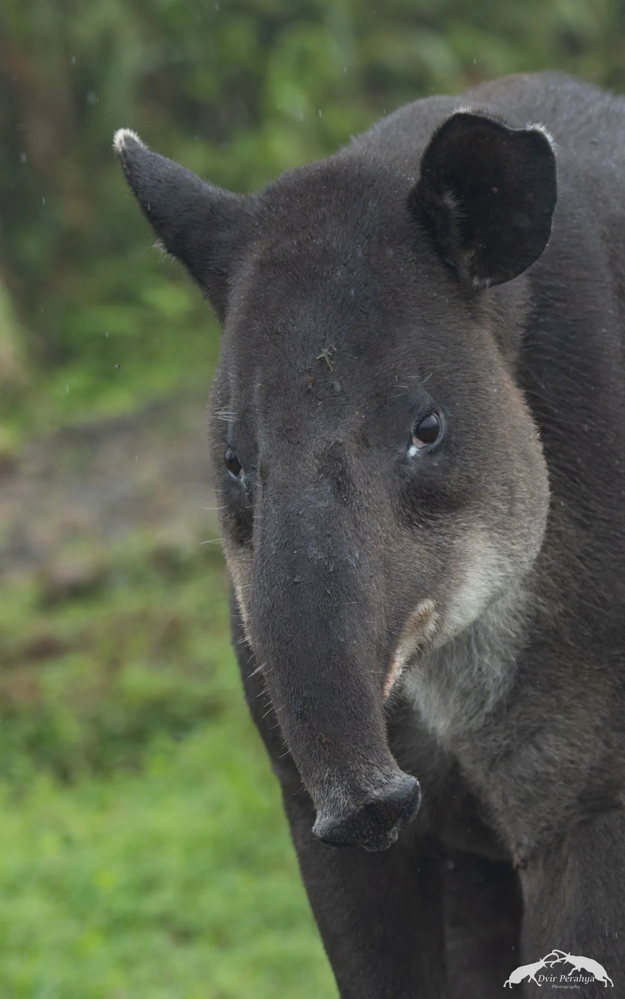 Tapir, Tenorio Volcano